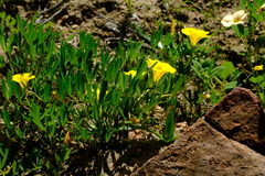 Oxalis namaquana