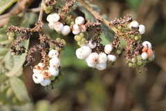 Tournefortia rufosericea