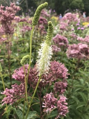 Sanguisorba canadensis