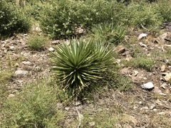 Yucca schottii