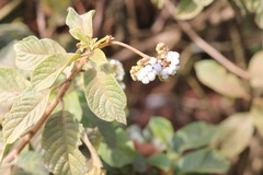 Tournefortia rufosericea