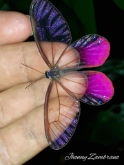 Cithaerias