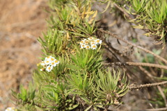 Darwiniothamnus lancifolius