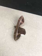 Hemeroblemma leontia