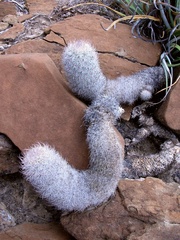 Mammillaria pottsii