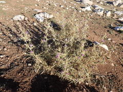 Cirsium italicum