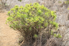 Darwiniothamnus lancifolius