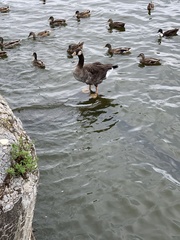 Anser anser × Branta canadensis