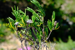 Pteronia pillansii