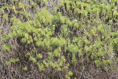 Darwiniothamnus lancifolius