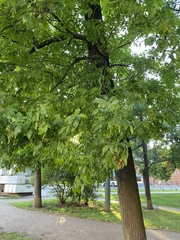 Fraxinus excelsior