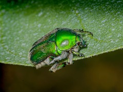 Chiloloba acuta