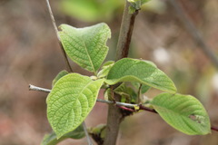Tournefortia rufosericea