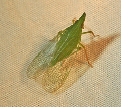 Rhynchomitra microrhina