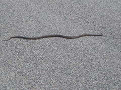 Pseudonaja affinis exilis