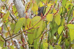 Phoradendron berteroanum