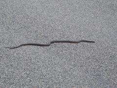 Pseudonaja affinis exilis