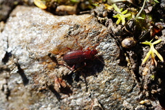 Oreonebria castanea