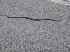 Pseudonaja affinis exilis