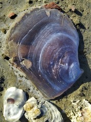 Isognomon