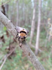 Cephenemyia