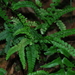 Lindsaea orbiculata - Photo ללא זכויות יוצרים, הועלה על ידי Quentin Groom