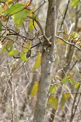 Phoradendron berteroanum