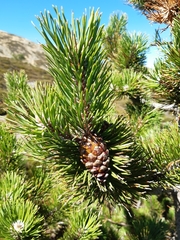 Pinus uncinata
