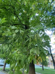 Fraxinus excelsior