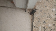 Solenoptera