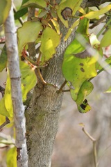 Phoradendron berteroanum
