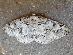 Cleorodes lichenaria