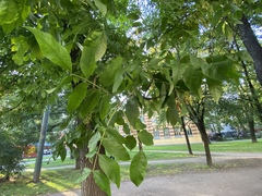 Fraxinus excelsior
