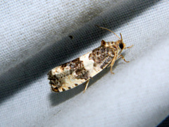 Pseudosciaphila duplex