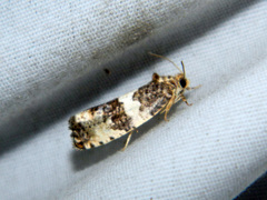 Pseudosciaphila duplex