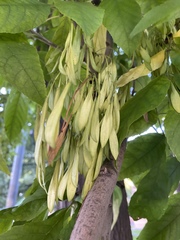 Fraxinus excelsior
