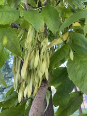 Fraxinus excelsior