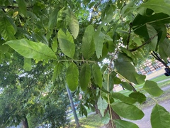 Fraxinus excelsior