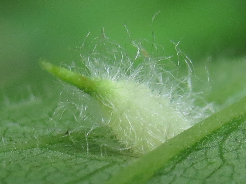 Rhopalomyia clarkei
