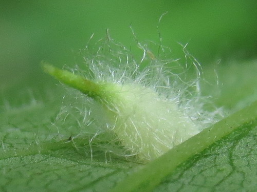 Rhopalomyia clarkei