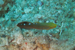 Koumansetta rainfordi