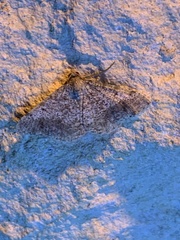 Digrammia pallidata