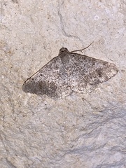 Digrammia pallidata