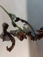 Phylloxera caryaecaulis