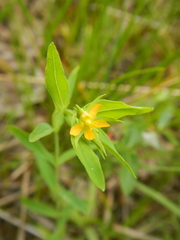 Hypericum majus