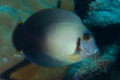 Acanthurus pyroferus