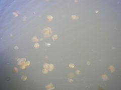 Phyllorhiza punctata