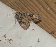 Anaplectoides