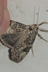 Anaplectoides