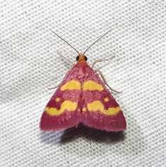 Pyrausta tyralis